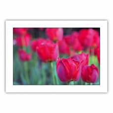 Fotodruck DIN A3 | Tulpen